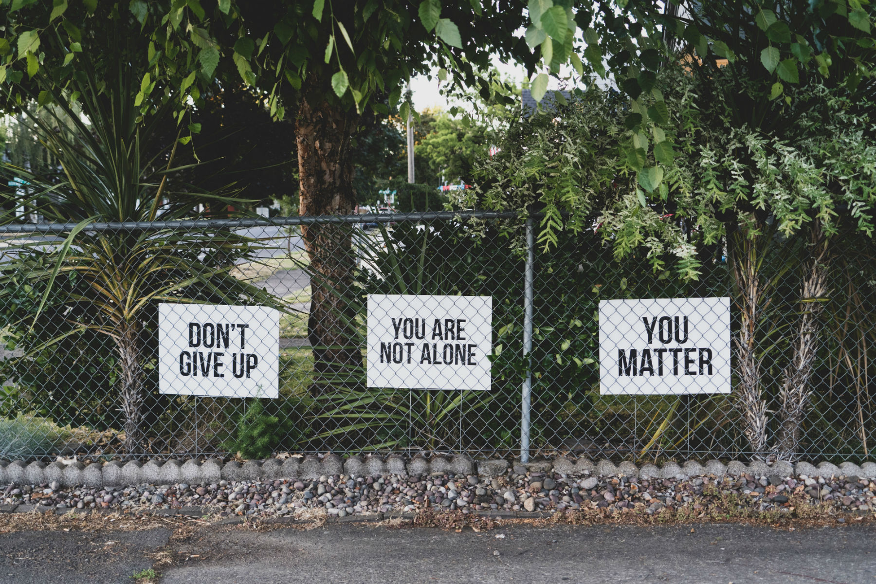 Charles Lehman: The Curious Case of America’s Suicide Crisis