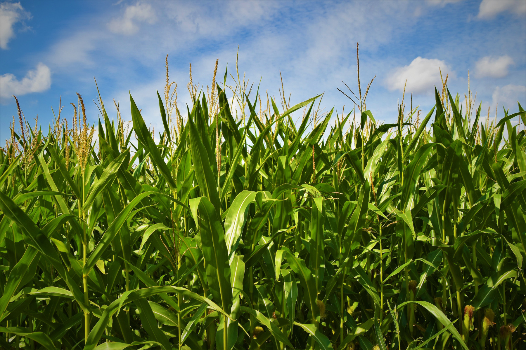 Regan Deering Illustrates the Importance of Agribusiness in Illinois