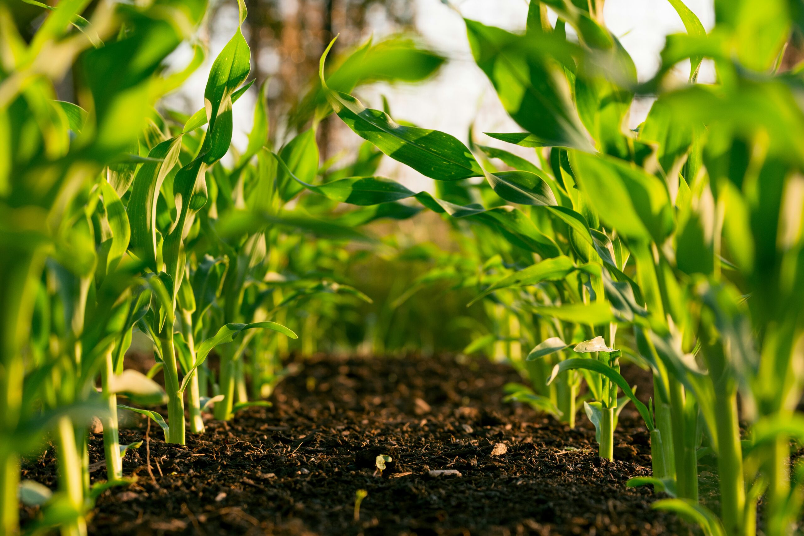 Joel Salatin: Soybean Subsidies Insulate Farmers From Bad Decisions While Beef Herd Hits Lowest Levels Since Before 1950