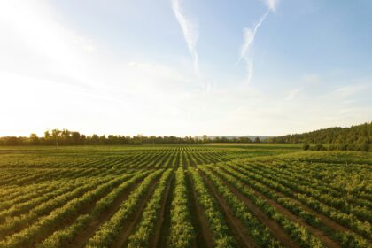 Ammon Blair: Proposed Agricultural Guest Worker Overhaul Would Favor Big Agribusiness Over Family Farms