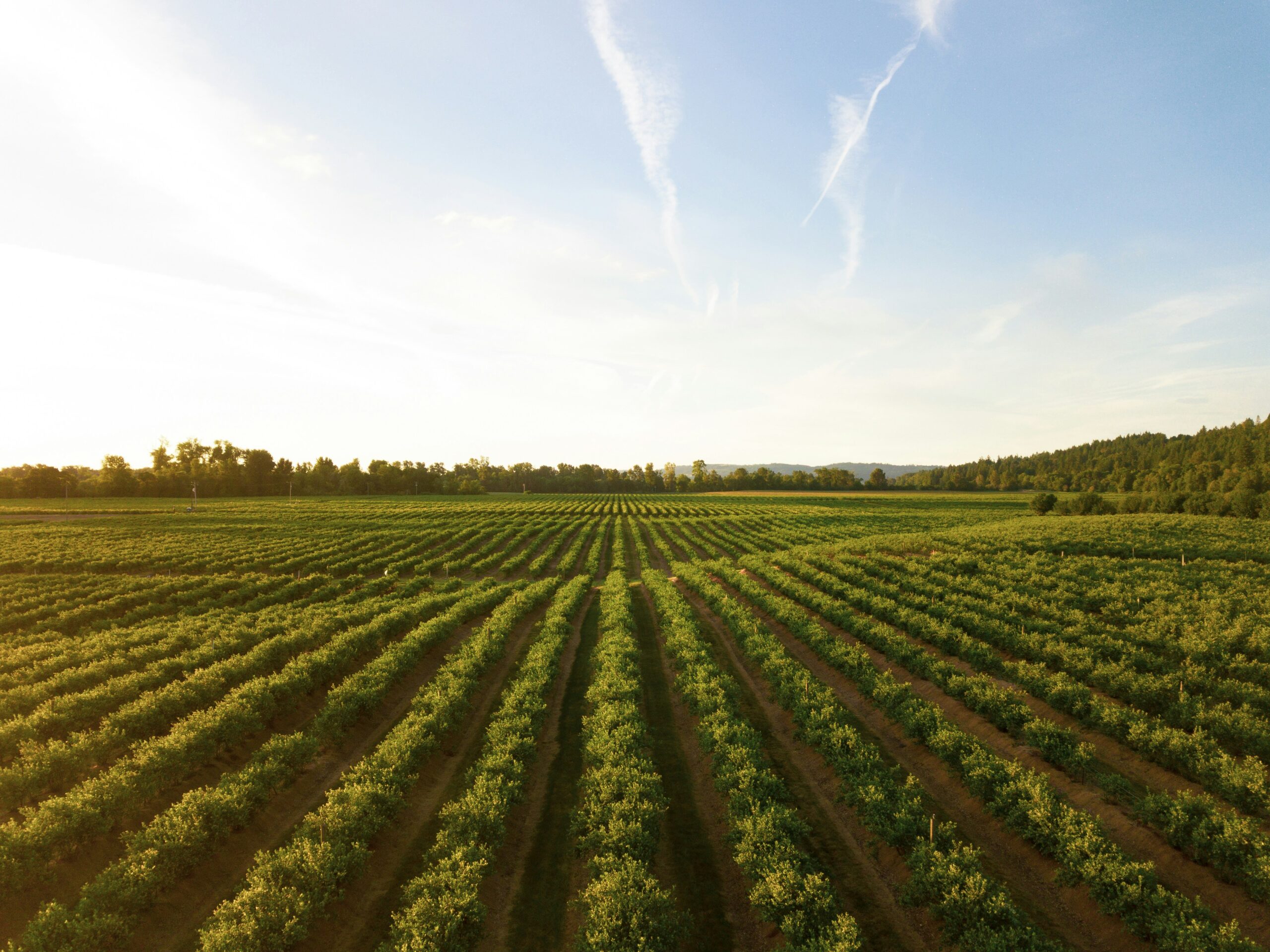 Ammon Blair: Proposed Agricultural Guest Worker Overhaul Would Favor Big Agribusiness Over Family Farms